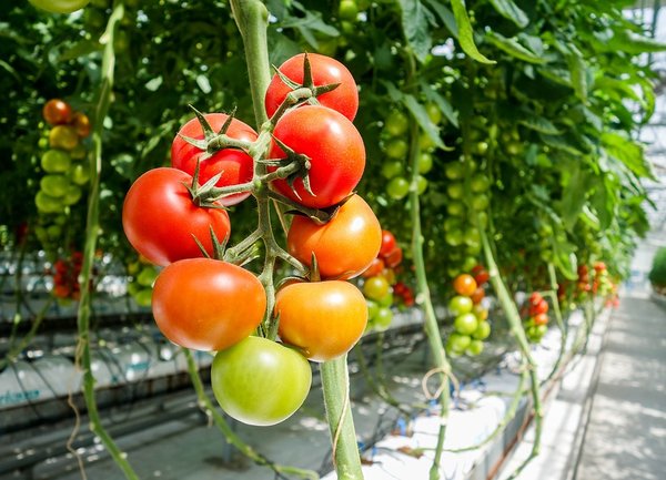 Държавата подпомага земеделци, пострадали от доматения молец